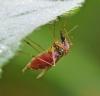 Aedes caspius